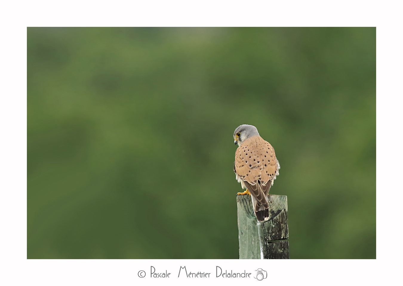 Faucon crécerelle ♀ & ♂ en nuptial