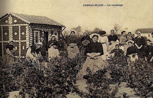 La vigne en Bretagne ... !!!
