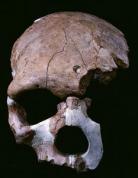 L'émergence des "Hommes Anatomiquement Modernes"