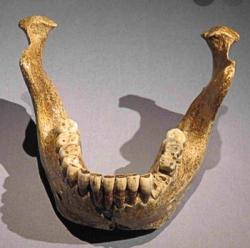 1 - L'arrivée des humains en Europe