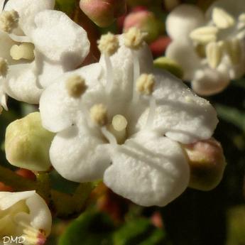 Viburnum tinus   -   laurier tin