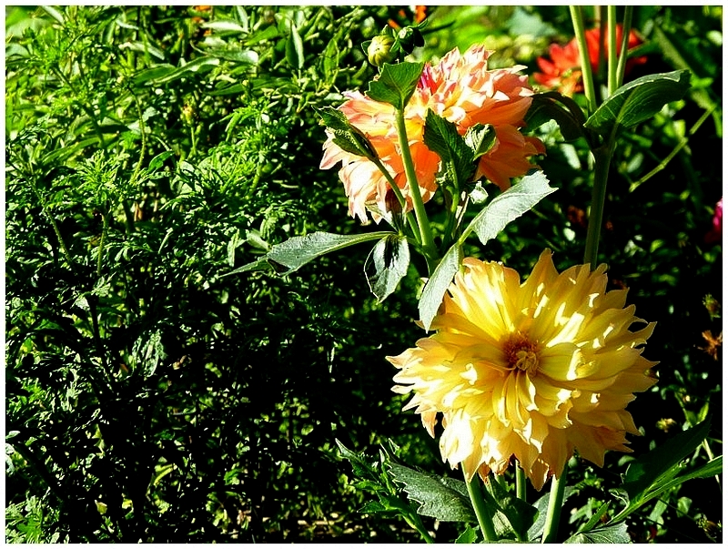 Metz / Loin de janvier le temps des fleurs...