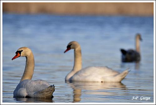 Photos de paysages châtillonnais en hiver, par Jean-Pierre Gurga