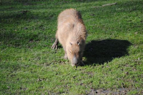 Animal de la semaine- Le Capybara. 