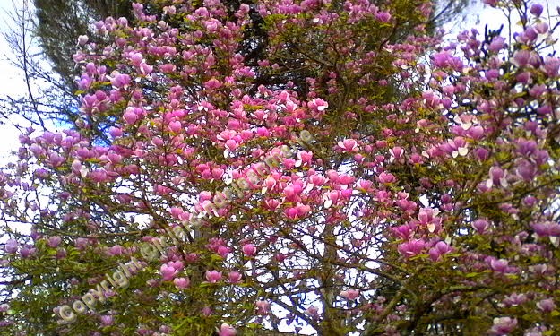 reconnaissance des vegetaux ,Le Prunus subhirtella 'Pendula Rosea et le Magnolias à feuillage caduc Magnolia de Soulange (Magnolia x soulangeana).