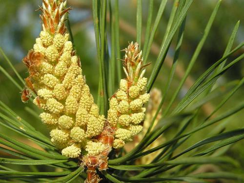 Vertus médicinales des arbres : Pin Sylvestre