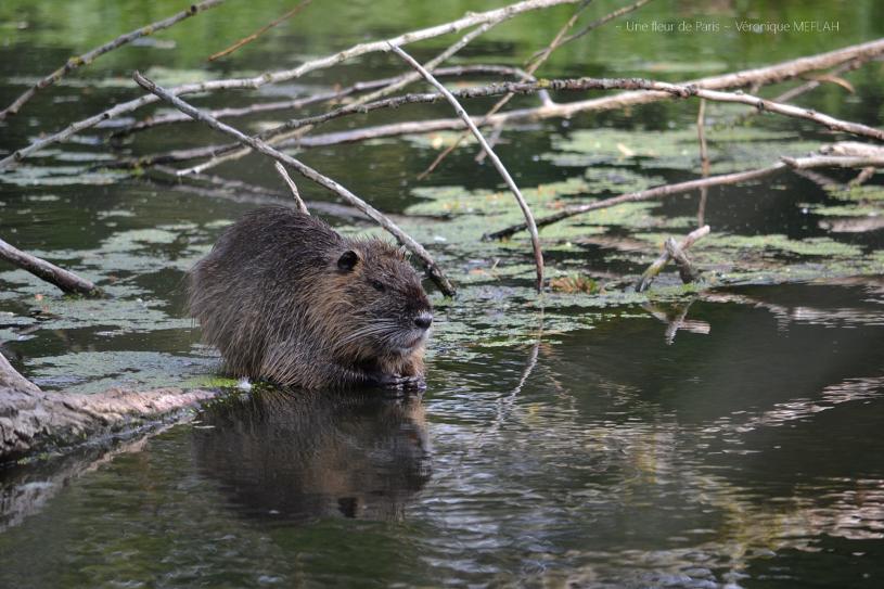 Rambouillet : Photos Nature : Le ragondin 