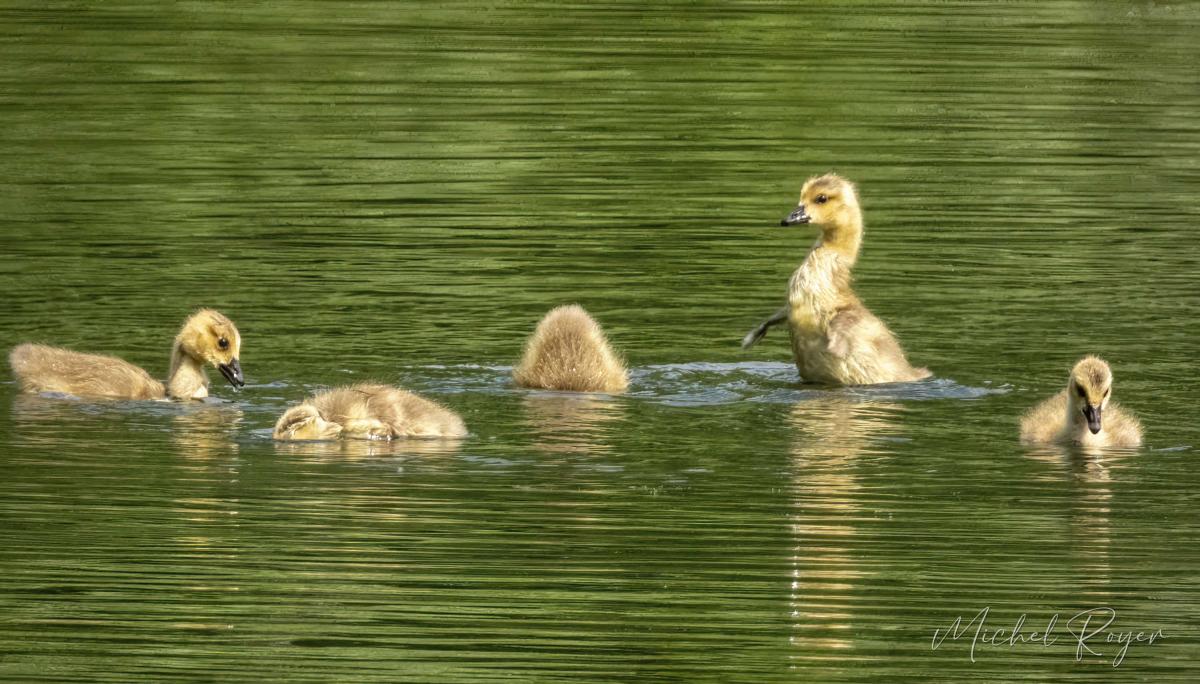 La Bernache, maman d'une famille nombreuse.