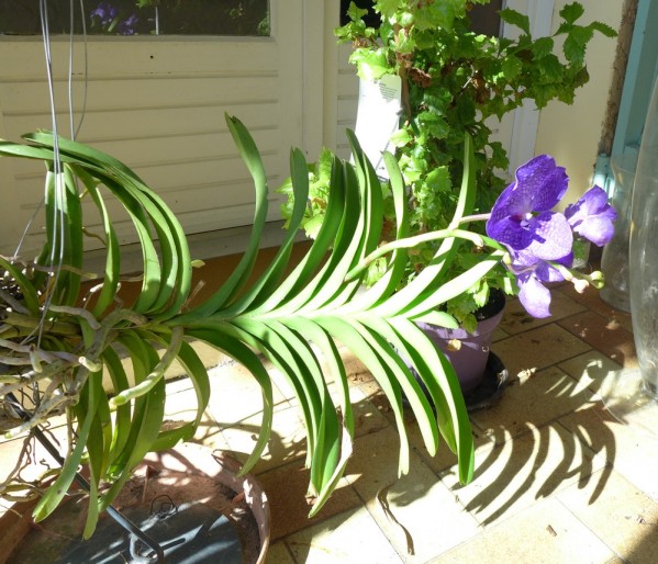 vanda2014 10 04