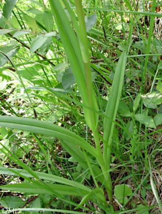 Dactylorhiza elata - orchis élevée