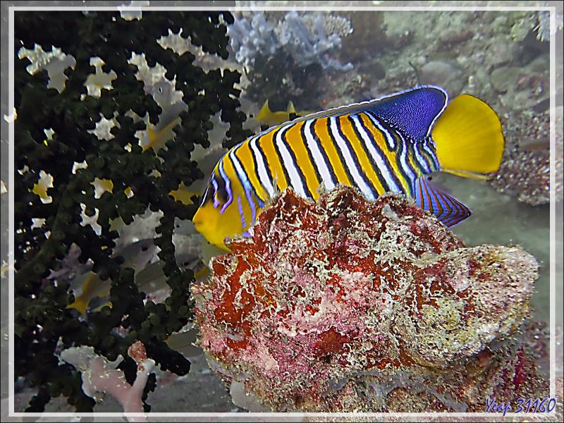 Le corail Tubastrée verte, les Demoiselles régal (Neopomacentrus cyanomos), Poisson-ange royal, Apogons à stries oranges etc. et beaucoup de matières en suspension - Beangovo - Nosy Mitsio, Madagascar