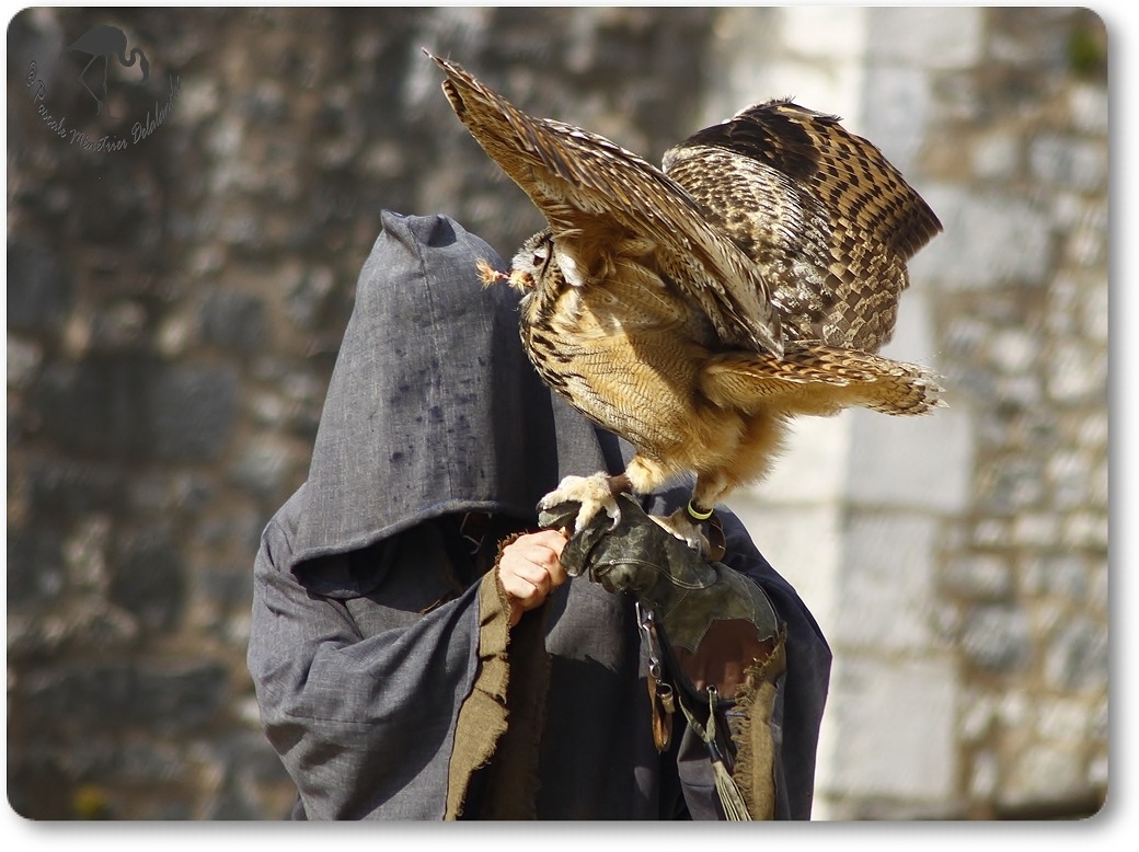 Hibou Grand Duc...