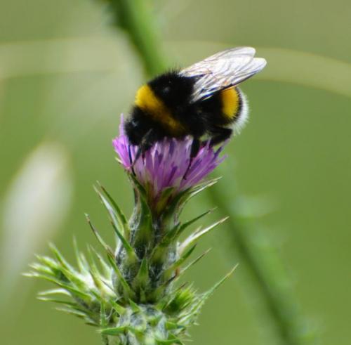 Randonnée "Au fil de l'eau" à NERS