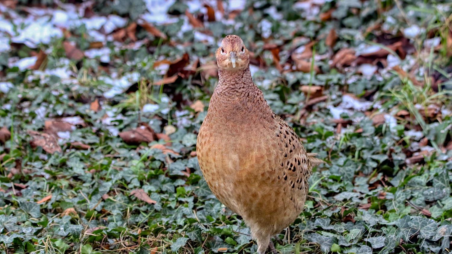 Poule faisane, le retour