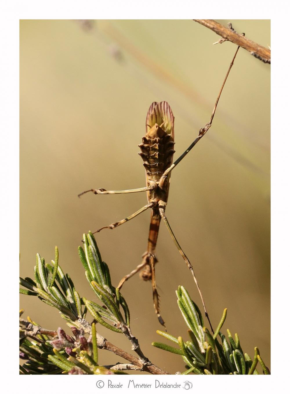 Empuse commune mature ♀ - Empusa pennata