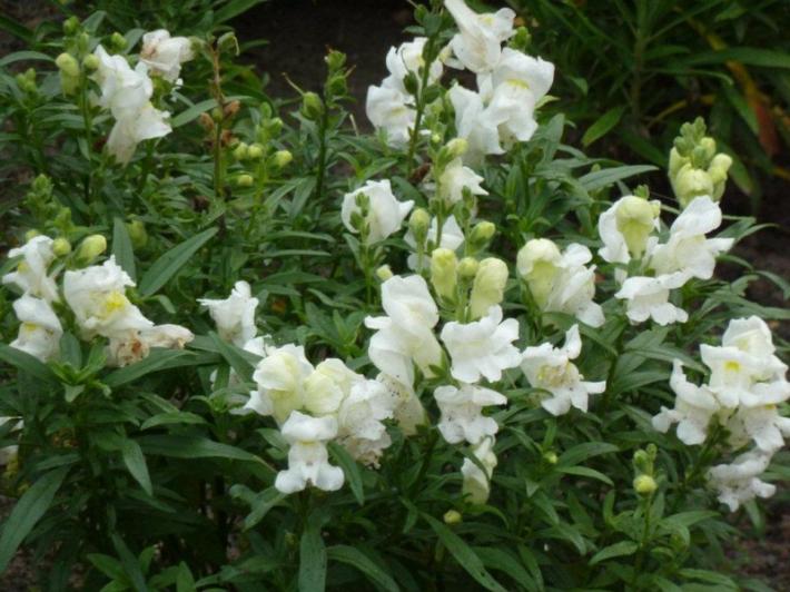 fleurs blanches 