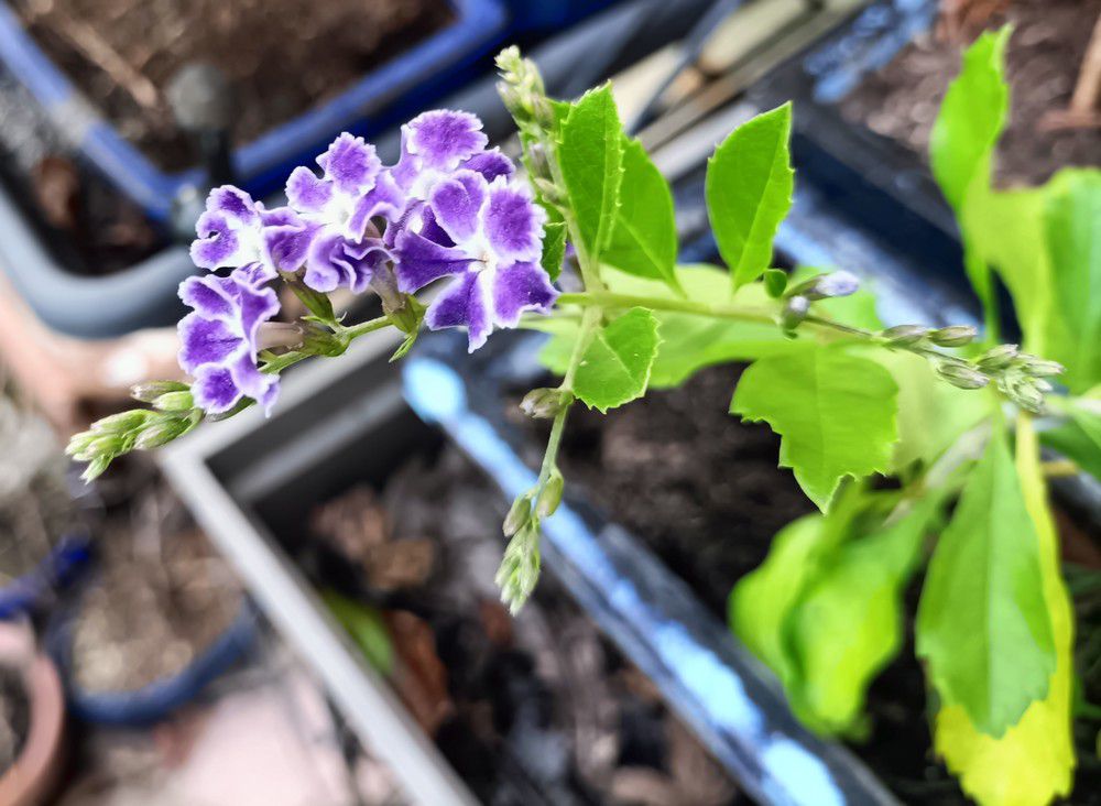 Une jolie surprise sur une bouture de durantha...