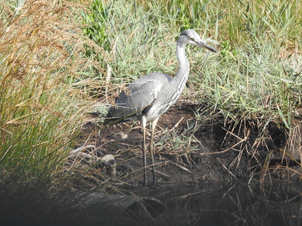 L'île des hérons, au Teich...