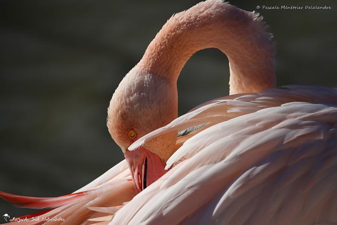 Flamant rose