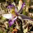 Index illustré orchidées