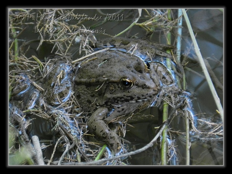 Grenouille Pelophylax sp.
