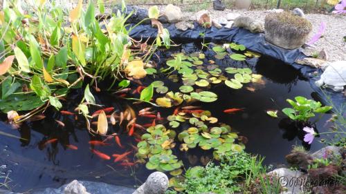 Nikon Coolpix P1000 (suite) Quelques photos