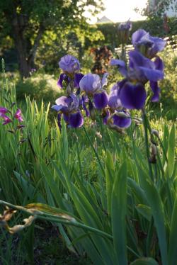 le jardin se fait romantique
