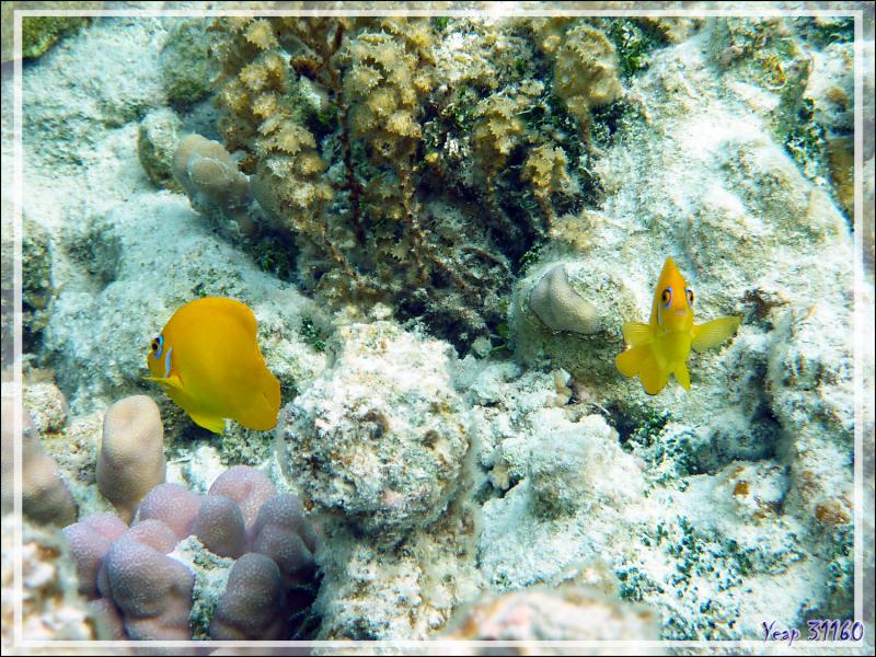 Poisson-ange citron, Lemonpeel angelfish (Centropyge flavissima) - Lagon de la Pension Kuriri - Maupiti - Polynésie française