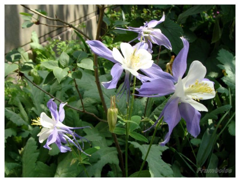 Ancolie bleue du jardin 2016