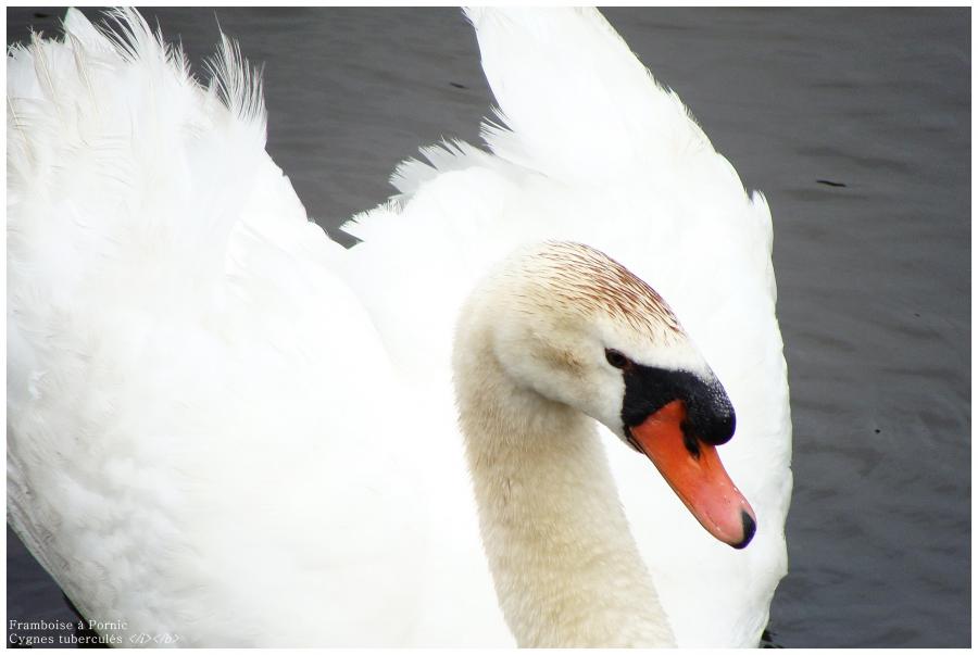 Cygnes tuberculés en famille 