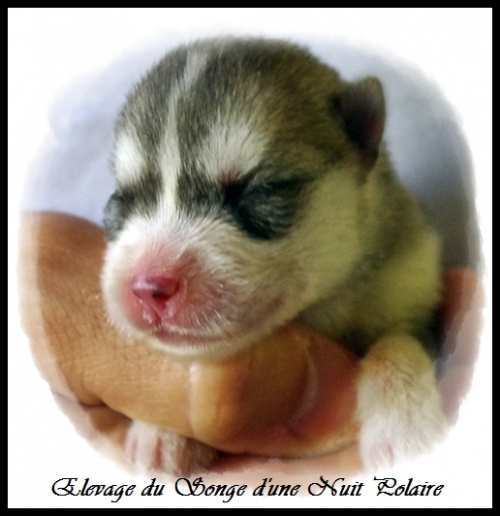 Chiot Husky Femelle 1 (2j)
