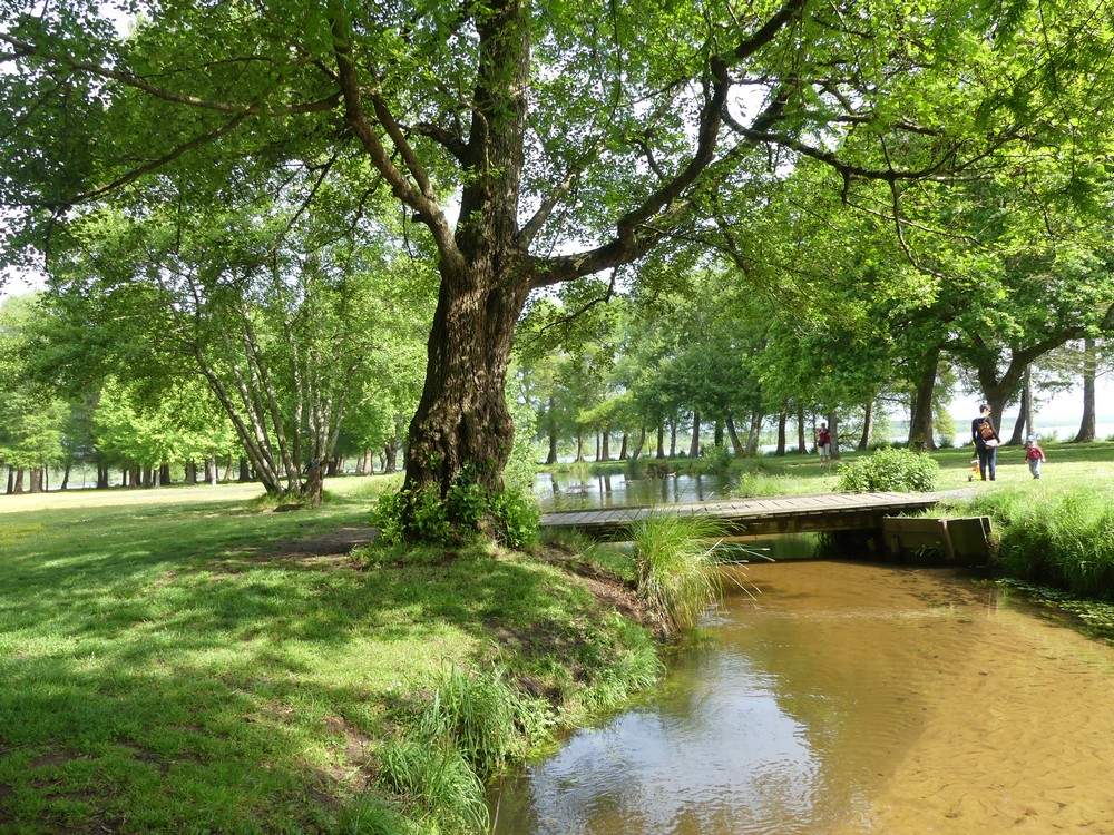 Les cyprès chauves de la Pointe du Vergne à Soustons...