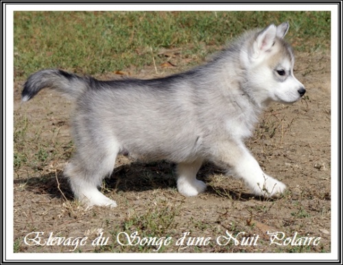 Chiot Husky Femelle 3 (47j)