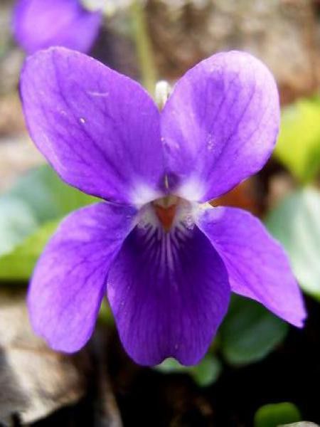 Fleurs cultivées ; Violette de Parme