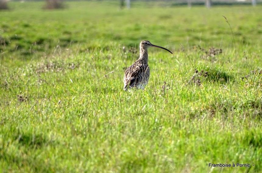 La vie dans le marais breton - Mars 2022