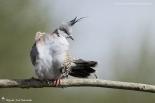 Columbidae