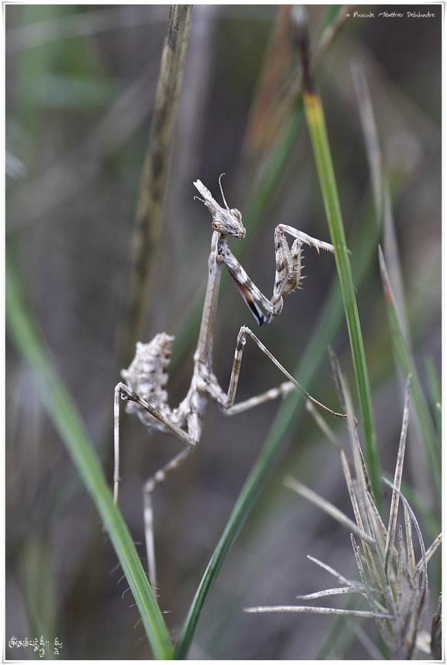 Empusa pennata - Empuse commune (l'immature appelé "diablotin")