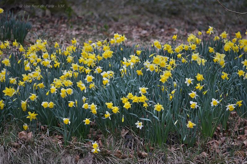 20 Mars : c'est le Printemps ! 