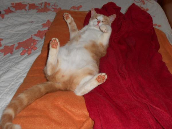 Mon rouquin ... !!!