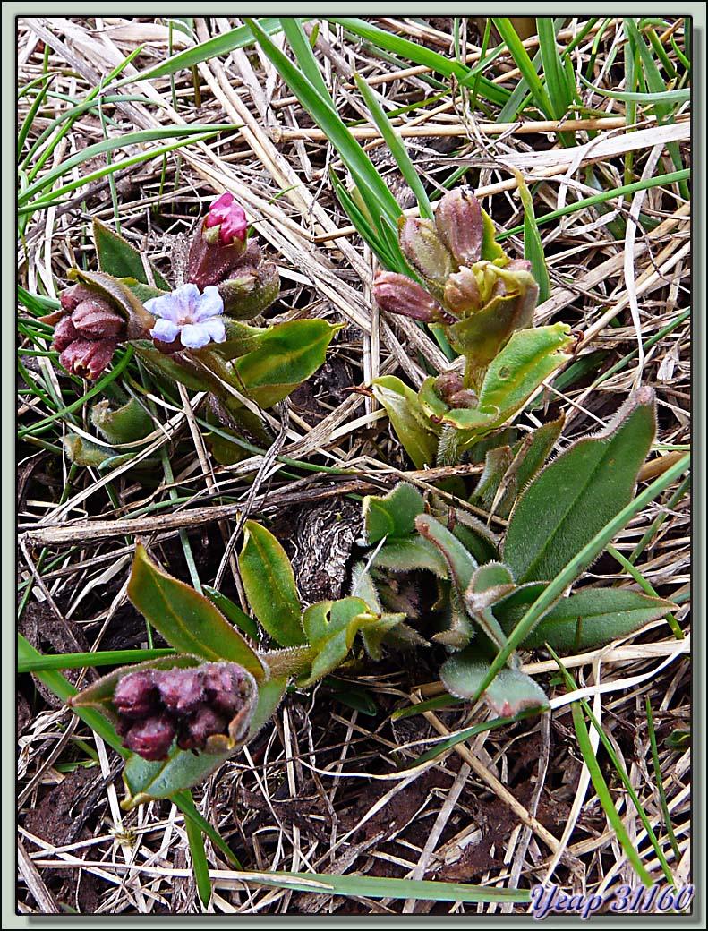 Grémil a fleurs variées (?) - Saint-Martin-en-Vercors - 38  (Flore)