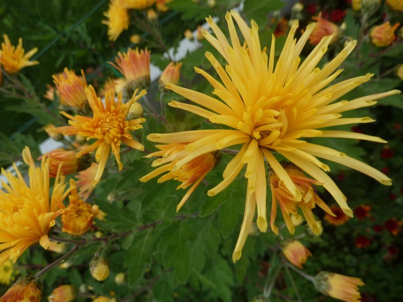 Le chrysanthème ...