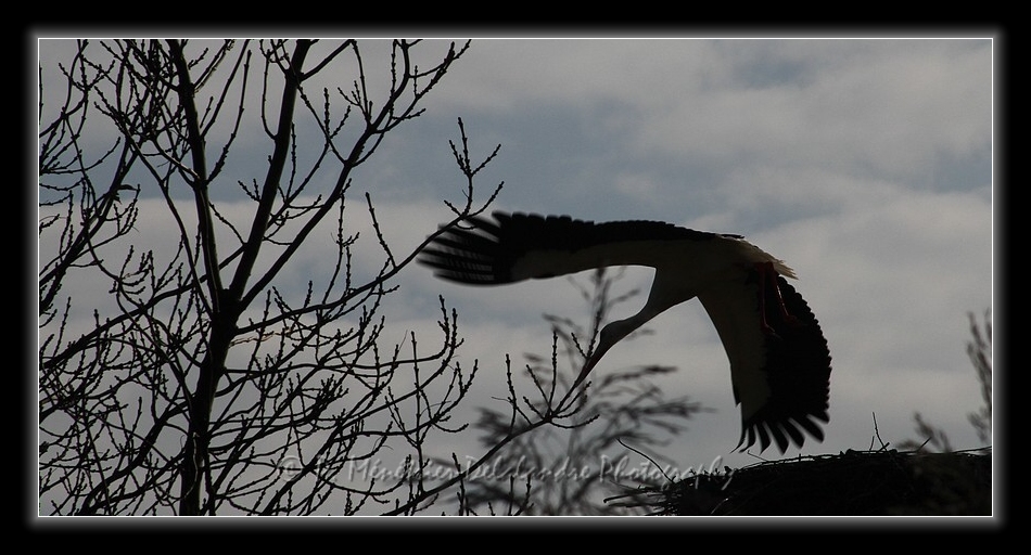 Envol d'une cigogne...