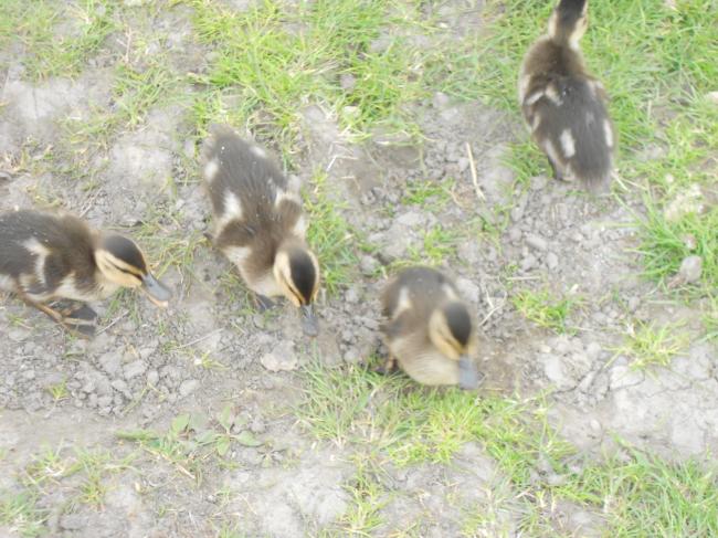Comment apprivoiser un couple de cygnes !