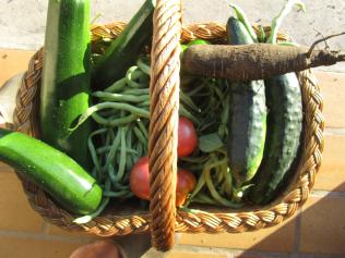 Culture conventionnelle, bio, naturelle, permaculture, comment s'y retrouver ?   