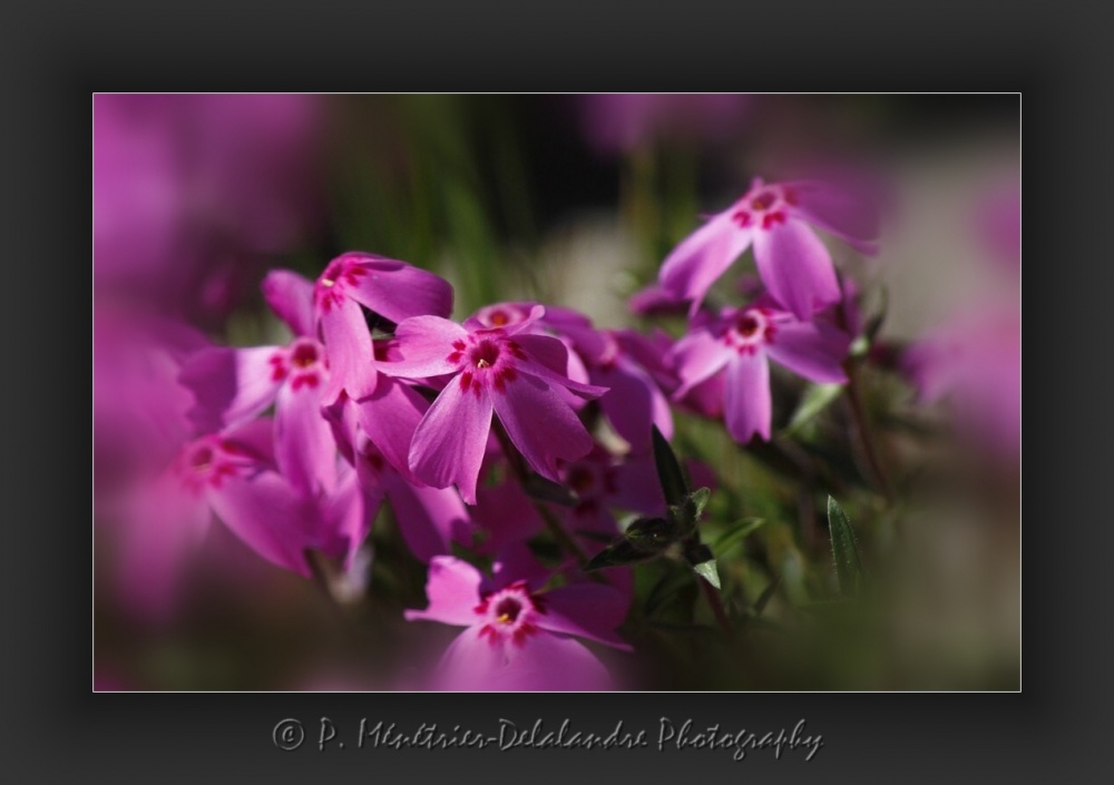 Phlox mousse...