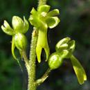 Index illustré orchidées