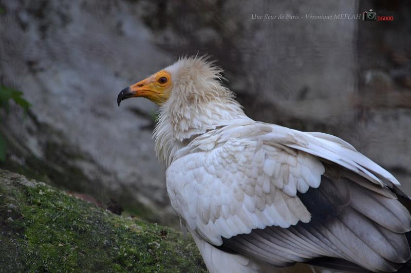 Ménagerie du Jardin des Plantes : Percnoptère d'Egypte