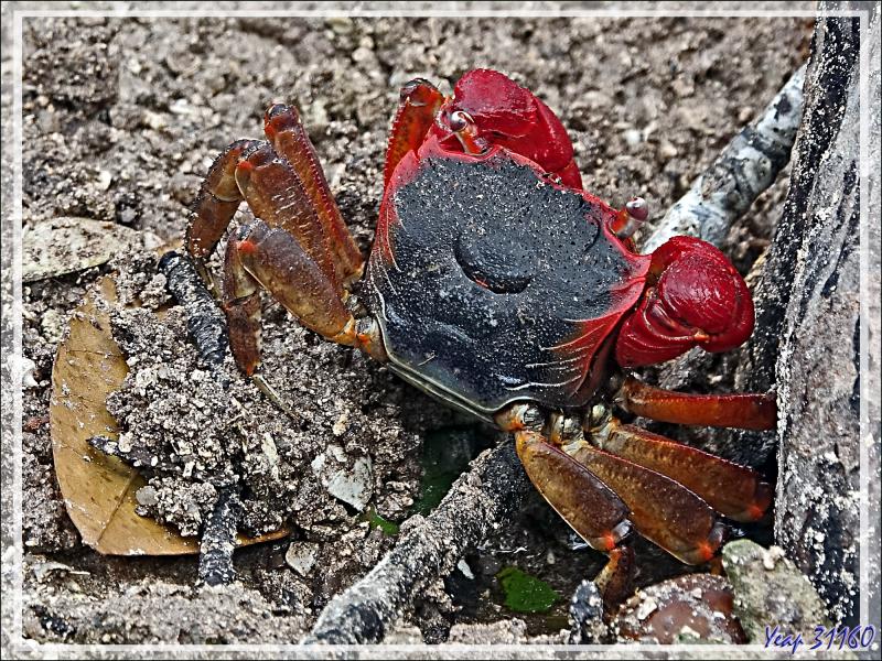 11/12/2021 après-midi : après une bonne rincée et mise à l'abri dans un restaurant, retour vers l'hôtel avec arrêt dans la mangrove proche - Praslin - Seychelles