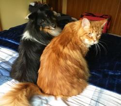 Omar, le (futur) plus grand chat du monde !