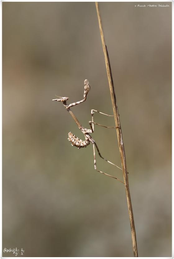 Empusa pennata - Empuse commune (immature, appelé "diablotin")